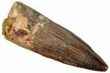 Fossil Spinosaurus Tooth - Real Dinosaur Tooth #329584-1